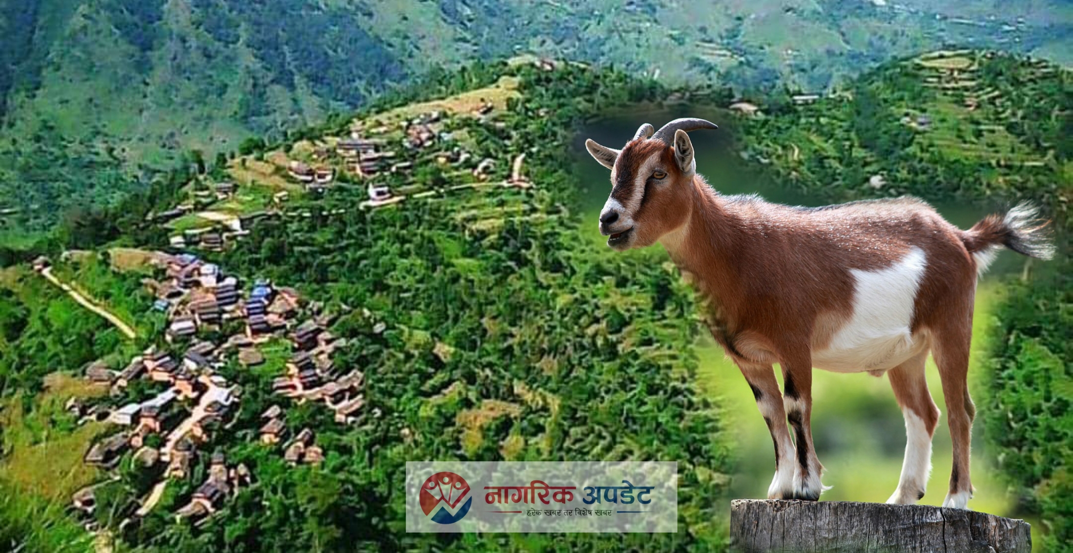 गुल्मीमा अचम्मको एक गाउँ :जहाँ बाख्रालाई माता मानेर पूजिन्छ