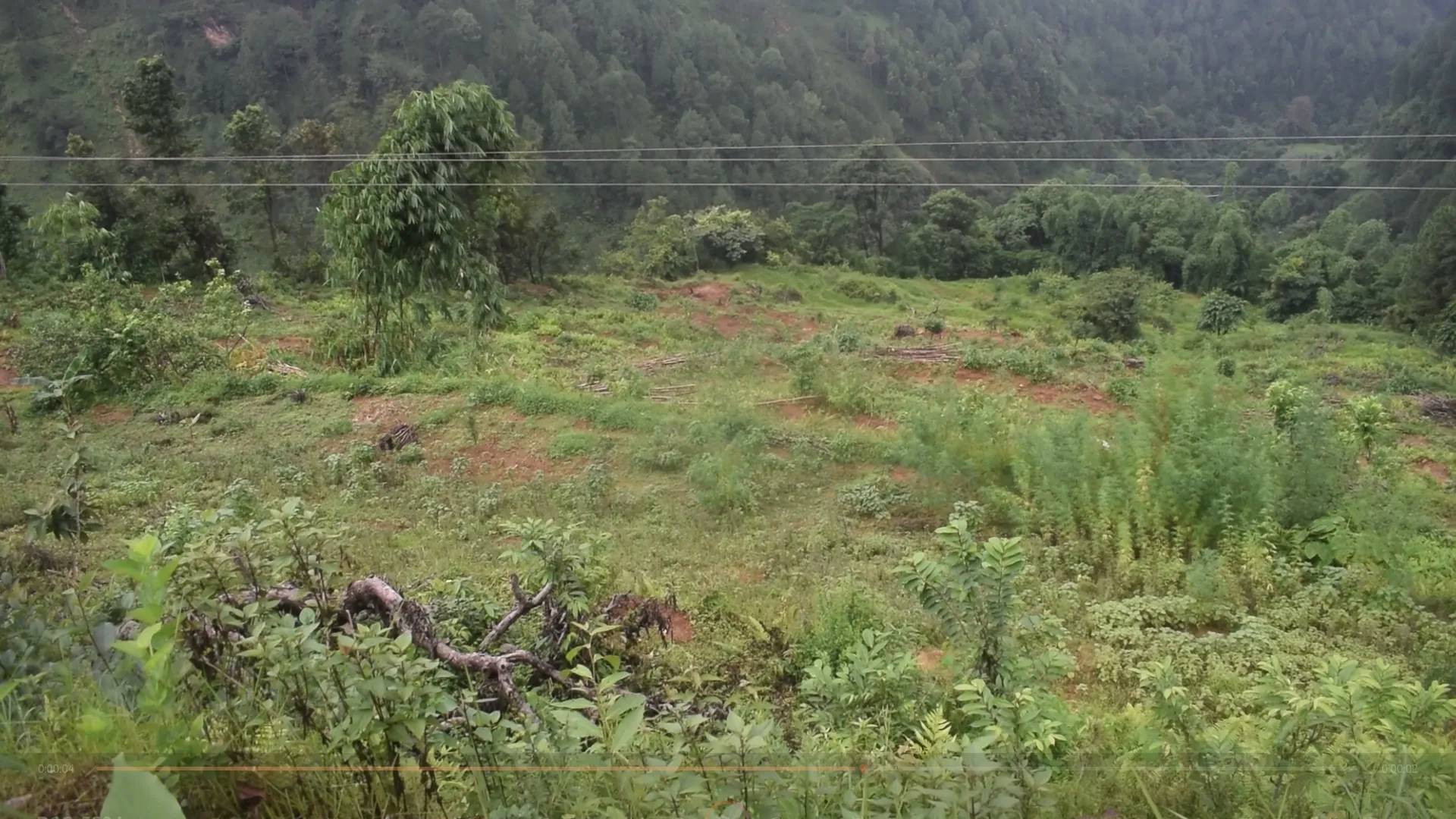 ४० बर्षदेखि बाँझिएकाे जग्गामा चक्लाबन्दी मार्फत फलफूल खेती