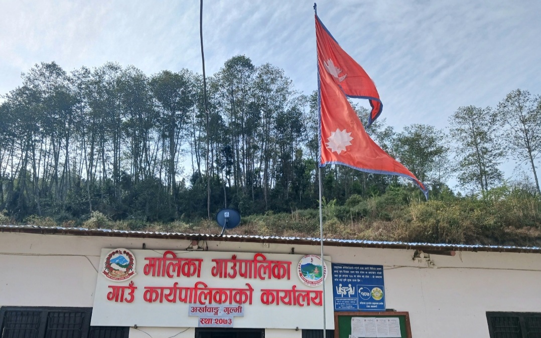 गुल्मीको मालिका गाउँपालिकाले भैंसीलाई सुत्केरी भत्ता दिने