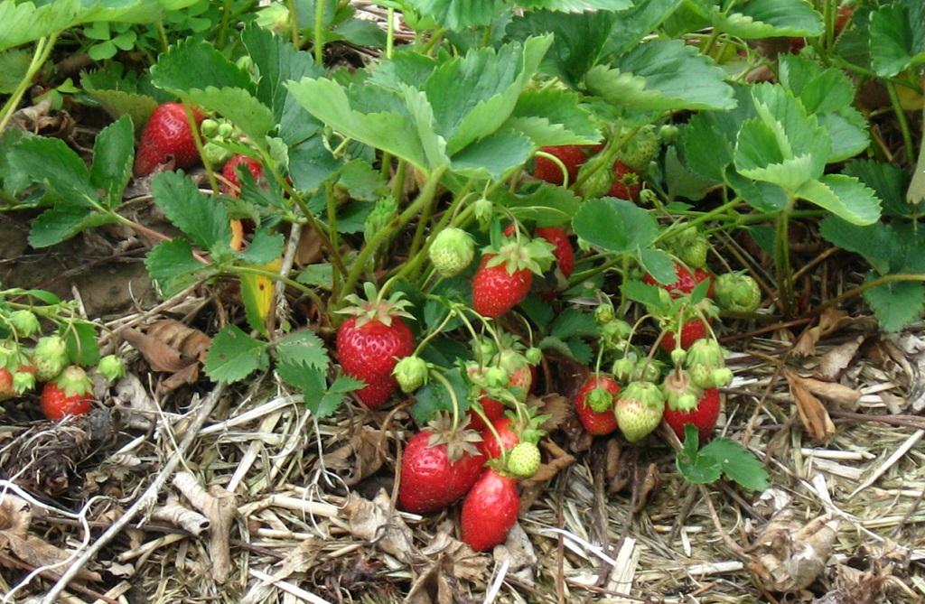 गुल्मीमा व्यावसायिक रुपमै स्ट्रोबेरी खेती सुरु