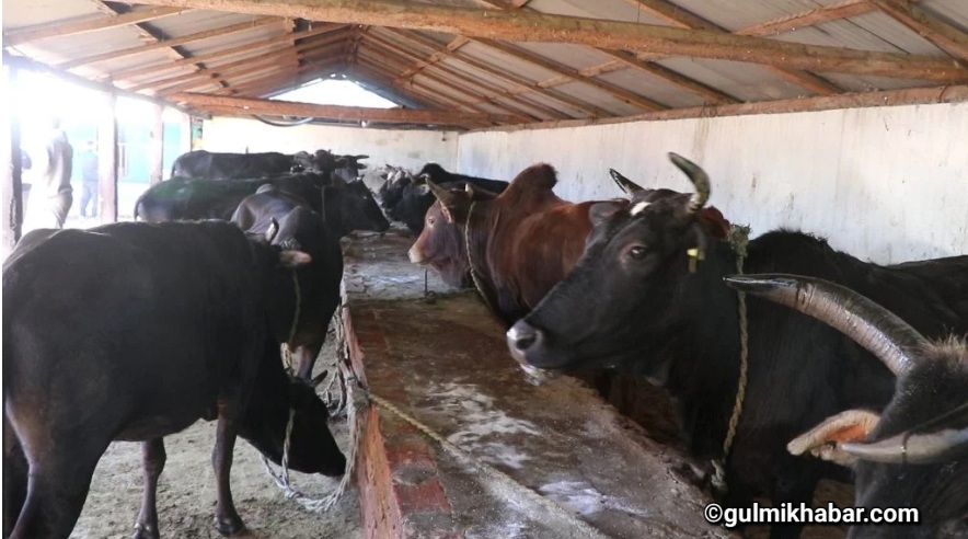 गुल्मीमा गाईगोहरुलाई चरिचरन तथा आहारको समस्या