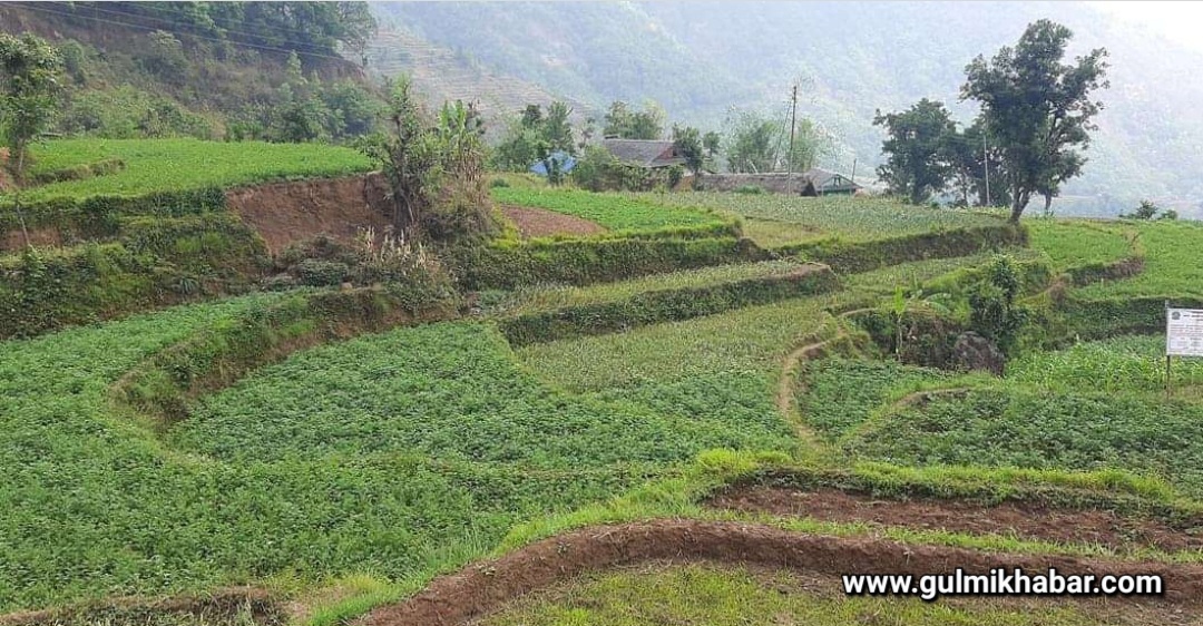गुल्मी दिव्रुङ्गका ३४ घरपरिवार व्यावसायिक आलु खेतीमा