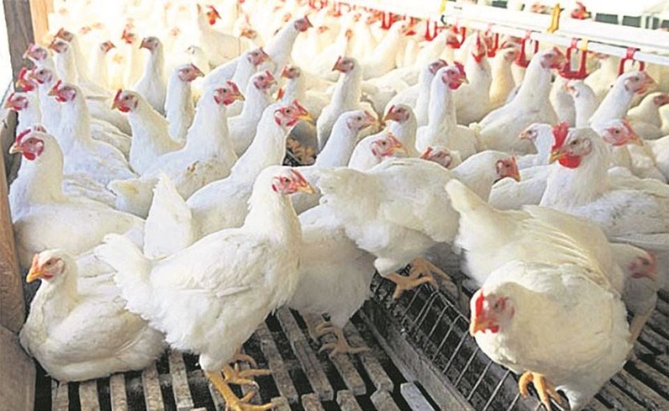 गुल्मीमा कुखुराको मासुको मूल्य बढ्यो